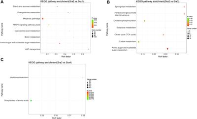 Transcriptome Analysis Explored the Differential Genes’ Expression During the Development of the Stropharia rugosoannulata Fruiting Body